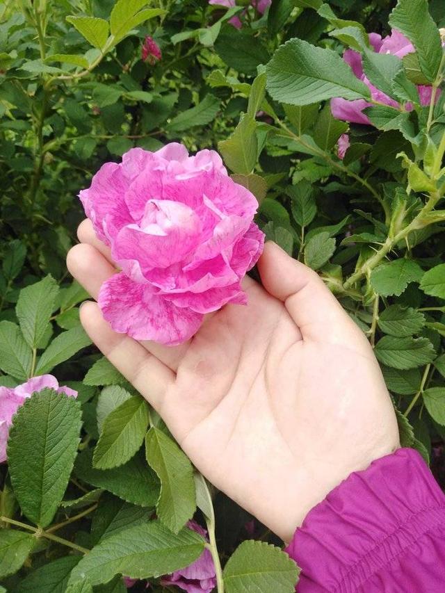 落花识初夏