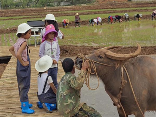 又是一年立夏时 五华区西翥街道掀起农业生产种植高潮