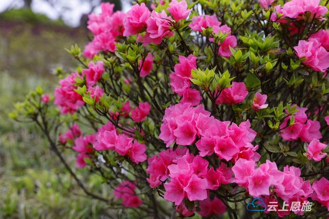咸丰：唐杜鹃花迎夏绽放