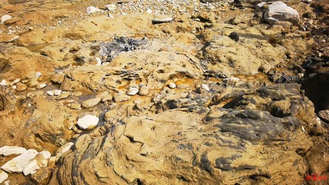 金沙江河床首次揭开“面纱”：真有沙金和阴沉木？记者现场探访…