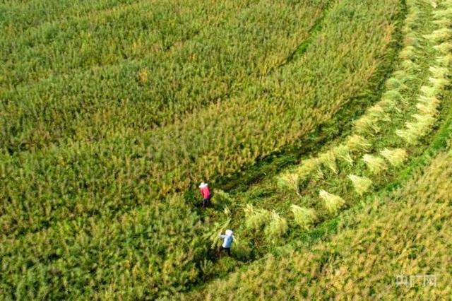 贵州黔西：40万亩油菜籽迎丰收