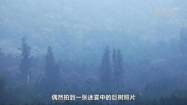 76.8米！中国大陆已知第一高树是如何被发现的