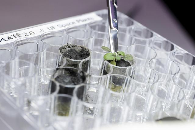 （外代一线）美国科学家在月壤中种出植物
