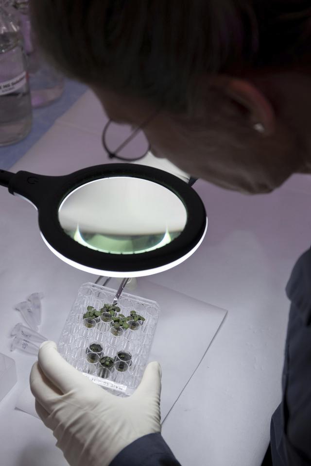 （外代一线）美国科学家在月壤中种出植物