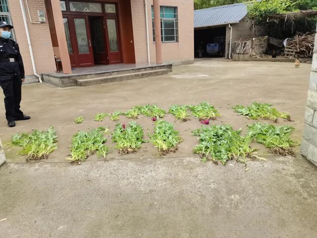 警方紧急提醒：看到这种花，立即报警