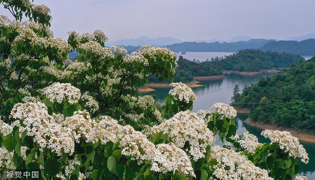 杭州：千岛湖畔桐花绽放 洁白如雪