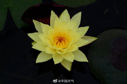 睡莲可以有多少种颜色 像油画里的睡莲