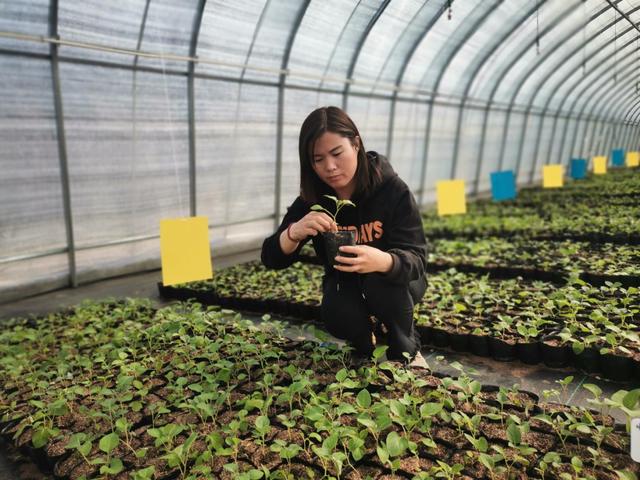 我区自主选育的“蒙乌薯”系列马铃薯新品种进入大田试验