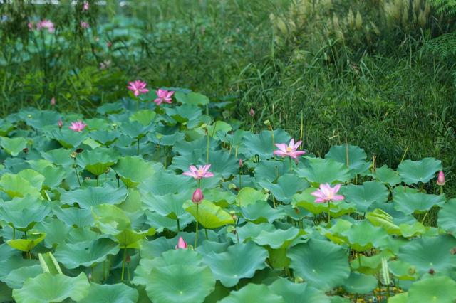 鄭州龍湖溼地公園現狀分析,河南鄭州龍湖溼地公園秋色初露