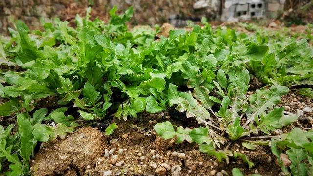 「新安夜空」第120期｜項麗敏：薺菜賦 - 天天要聞