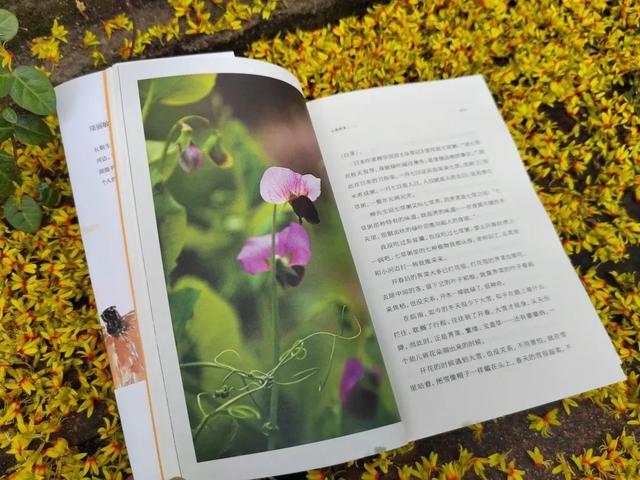「新安夜空」第120期｜項麗敏：薺菜賦 - 天天要聞