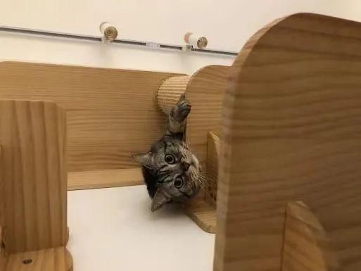 带猫去遛弯注意事项（帮忙看猫遛狗或铲屎）(1)