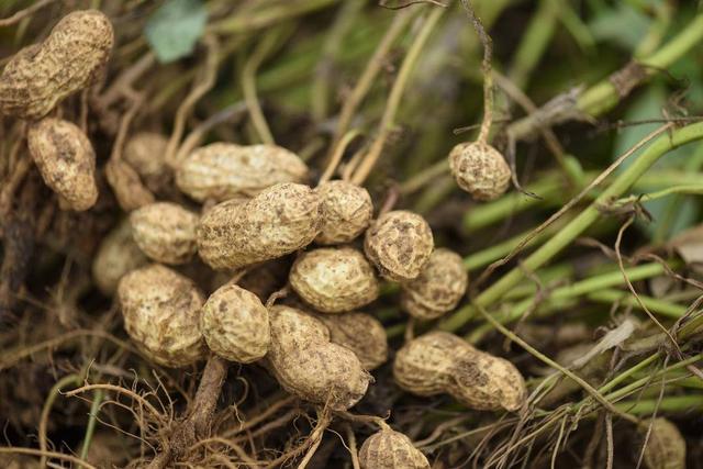 Peanuts, also known as peanuts, ground fruits, ground beans, fennel ...