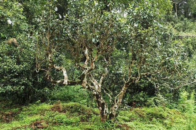 云南出台条例保护百年以上古茶树 建立大数据管理平台