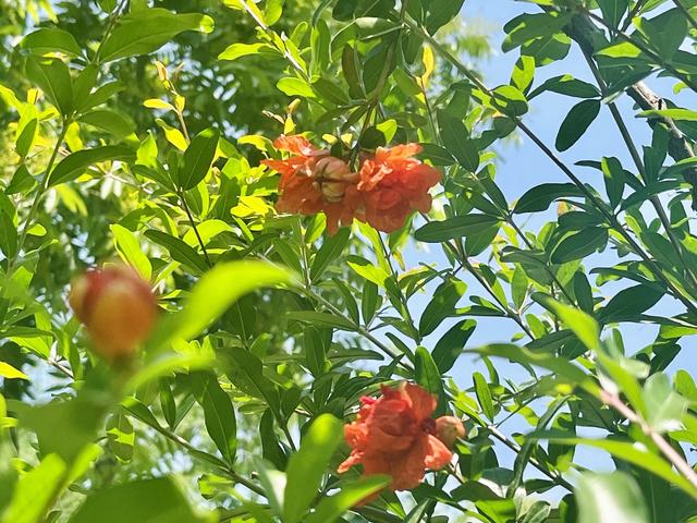 合肥市花石榴花開 風動裙裾醉了夏天 - 天天要聞