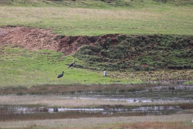 捕捉到了！黑頸鶴與黑鸛在昆明尋甸結伴越冬 - 
