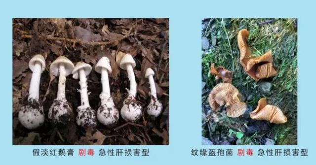 畢節人，不能撿！不能吃！ - 