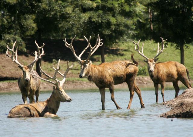 溫故丨呦呦鹿鳴響徹南海子，背後是一段從絕跡到重生的傳奇 - 