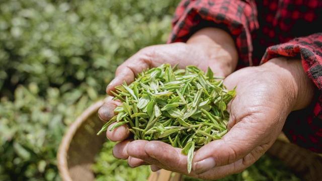 “搶鮮”春天！龍井茶3月5日開採