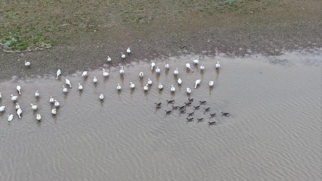 嘮“科”話｜數十萬隻候鳥，是怎麼“數”出來的？ - 