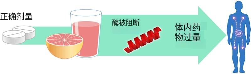 【早讀】西柚與85種藥物“相衝”！趕緊告訴這些朋友 - 