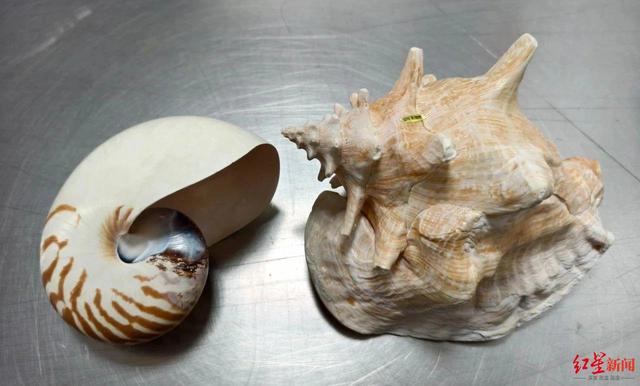 成都海關在進境郵件中查獲瀕危野生水生動物外殼 - 天天要聞
