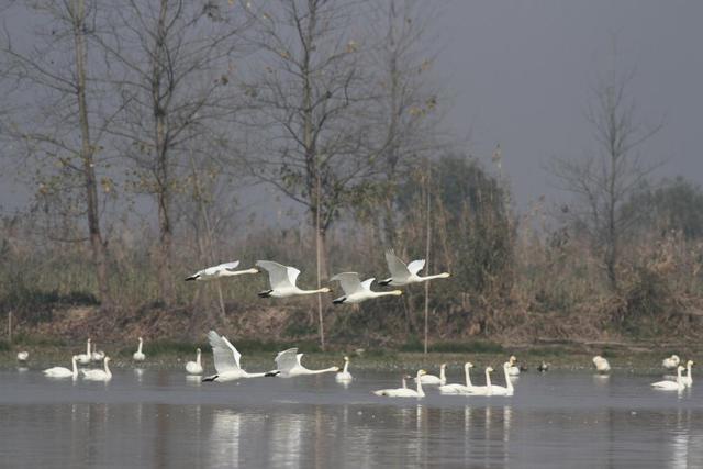 嘮“科”話｜數十萬隻候鳥，是怎麼“數”出來的？ - 