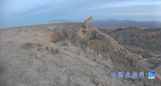張掖荒漠生態系統監測獲突破 珍稀野生動物頻繁活動 - 