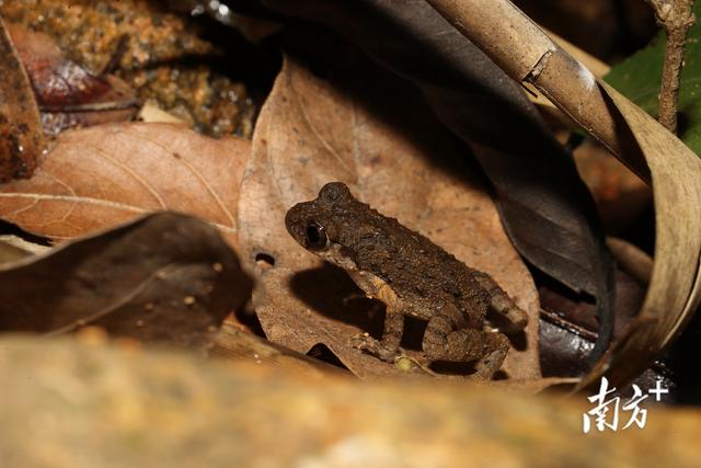 “喜洋洋”“樂融融”成全運會頂流，廣東在這樣守護動物們的宜居家園 - 