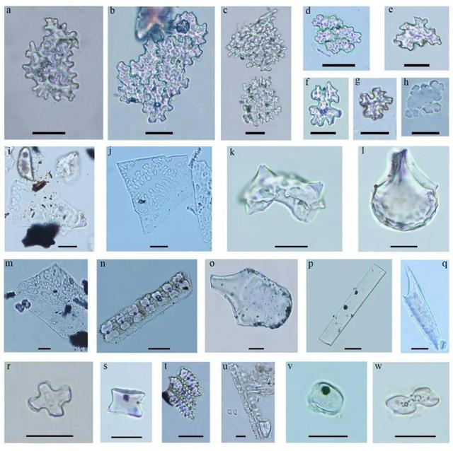 山大證實，淡出餐桌的麻，4000年前曾是北方主糧 - 
