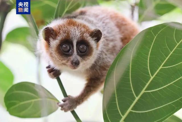 廣西發現北倭蜂猴較大種群 中國靈長類研究再添新成果