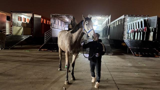 首次大規模投用自研摺疊馬廄，南航活體航空運輸實現新突破