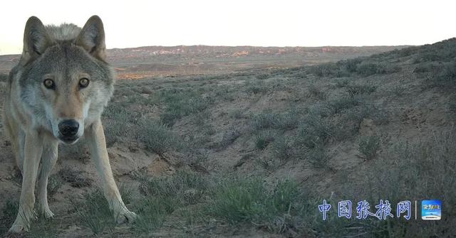 張掖荒漠生態系統監測獲突破 珍稀野生動物頻繁活動 - 