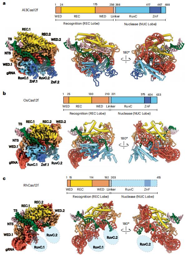 Nat.Struct.Mol.Biol.|Cas12f直系同源物的比較表徵揭示了提升基因組編輯效率的核心機制特徵 - 