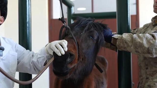 嘿，你知道軍馬怎麼敬軍禮嗎？ - 
