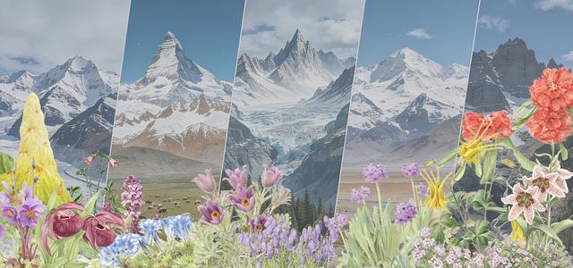 科學家揭示高山植物多樣性形成的秘密