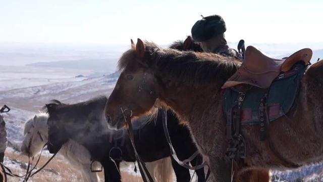 嘿，你知道軍馬怎麼敬軍禮嗎？ - 