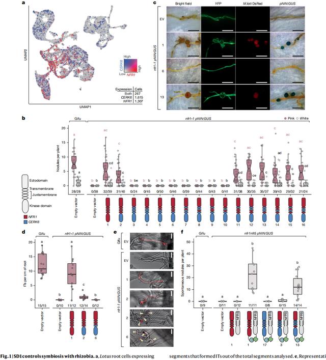 Nature重磅 | 改變兩個氨基酸開啟非豆科作物固氮能力 - 