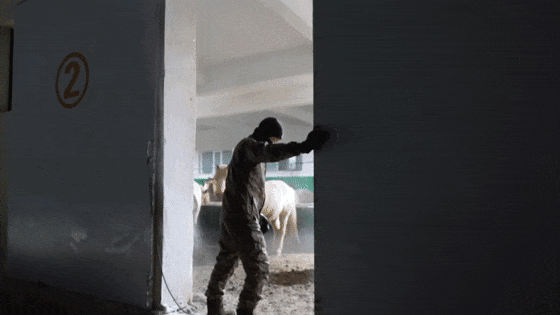 嘿，你知道軍馬怎麼敬軍禮嗎？