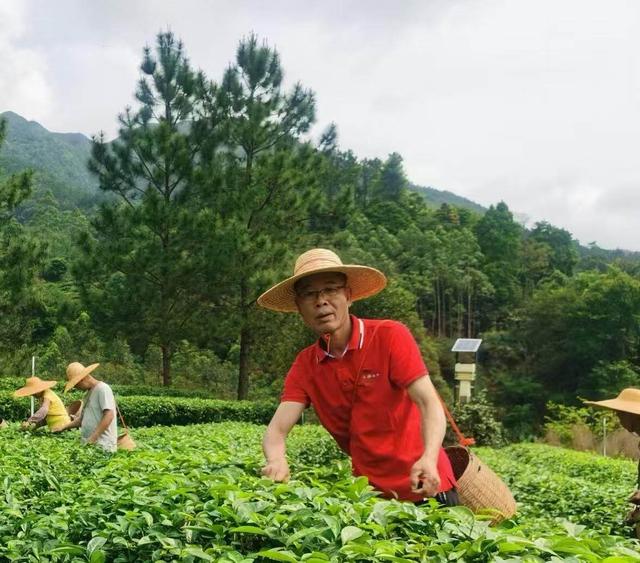 魚眼·觀察丨蟲咬茶葉竟成天價茶！廣東茶農狂喜：今年蟬茶暴增40%…… - 天天要聞
