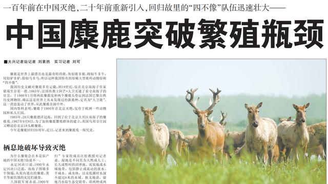 溫故丨呦呦鹿鳴響徹南海子，背後是一段從絕跡到重生的傳奇 - 