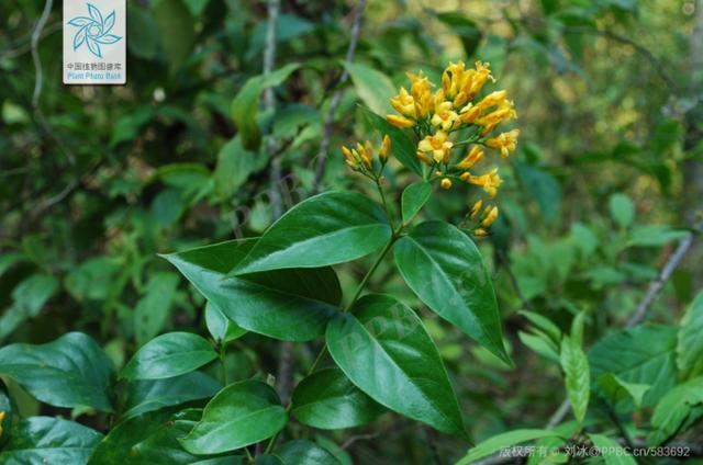 3g就能致死！復刻“莫氏雞煲”別弄錯這個原料→