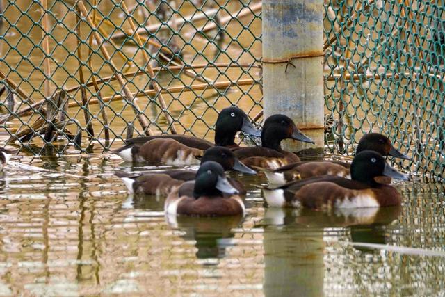 世界首次12隻自然繁育野化青頭潛鴨放飛 - 