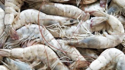 南極磷蝦油磷脂含量為0！“同仁堂”陷消費者信任危機