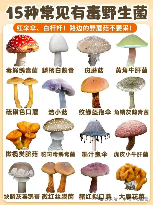 關於預防食用野生菌、野菜、野果中毒的安全提示 - 