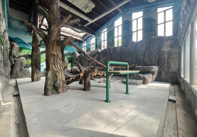 福州“喜提”五隻大熊貓！提前看它們的新家 - 