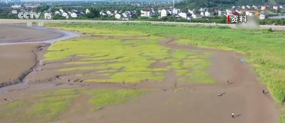 錢塘江大潮雕出奇幻“潮汐樹” 高顏值背後蘊藏高價值