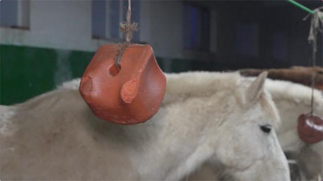 嘿，你知道軍馬怎麼敬軍禮嗎？ - 