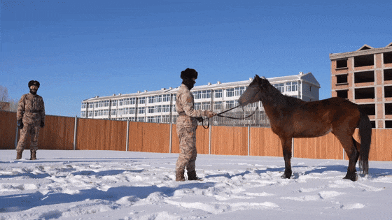 嘿，你知道軍馬怎麼敬軍禮嗎？ - 