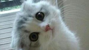 买猫时，怎么样才能选到黏人的小猫咪？